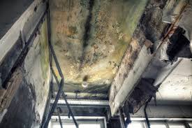 Best Emergency Mold Remediation  in Bridgeview, IL